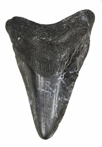 Juvenile Megalodon Tooth #56609